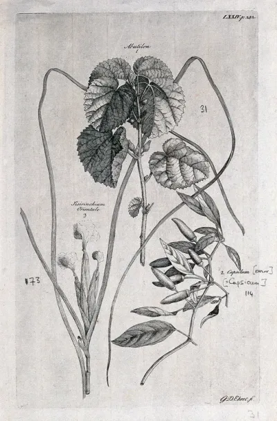 A fruiting Abutilon species, a fruiting pepper plant (Capsicum sp.) and a flowering Sisyrinchium orientale
