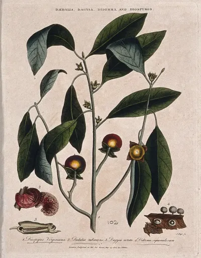 A fruiting branch of common persimmon tree (Diospyros virginiana) with two fungi
