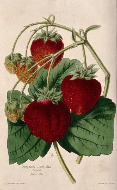 A fruiting "Ingram's Frogmore Late Pine" strawberry plant (Fragaria cultivar)