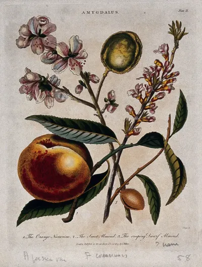 A fruiting nectarine (Prunus persica) and two almond plants (Prunus dulcis)