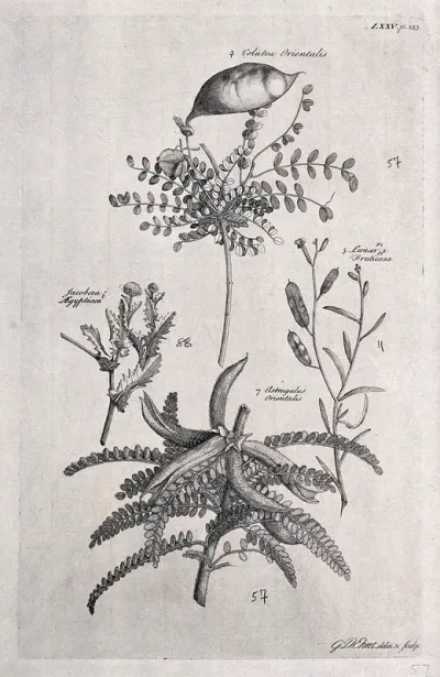 A fruiting stem of Colutea orientalis, a flowering Lunaria fruticosa, a flowering Jacobæa ægyptiaca and a fruiting stem of Astragalus orientalis