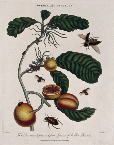 A fruiting tropical plant (Duroia eriophila) and five water beetles (Dytiscus species)