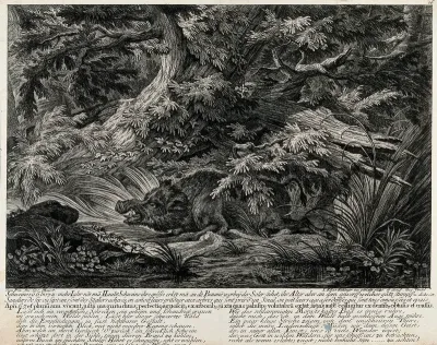 A fully-grown wild boar resting in the forest