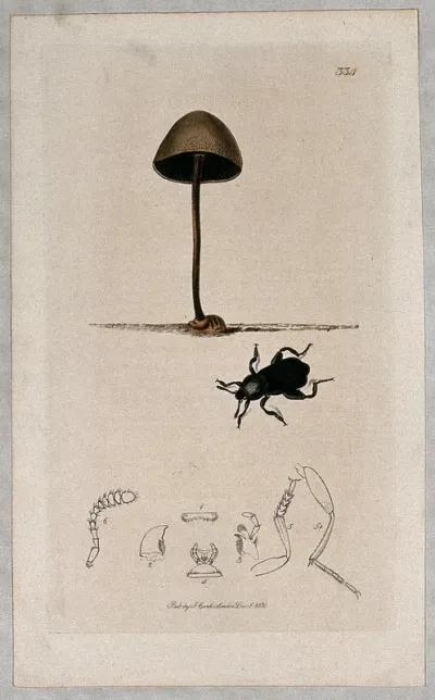 A fungal fruiting body (Coprinus species) with an associated beetle and its anatomical segments