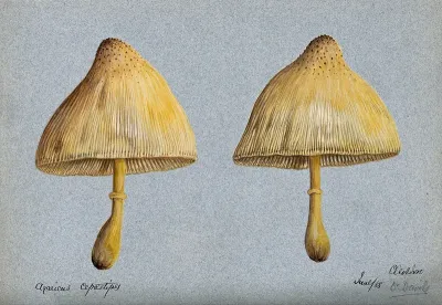 A fungus (Agaricus cepæstipes): two fruiting bodies