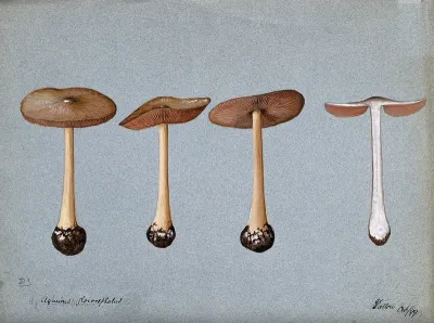 A fungus (Agaricus gloiocephalus): four fruiting bodies