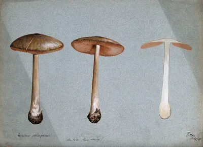 A fungus (Agaricus gloiocephalus): three fruiting bodies