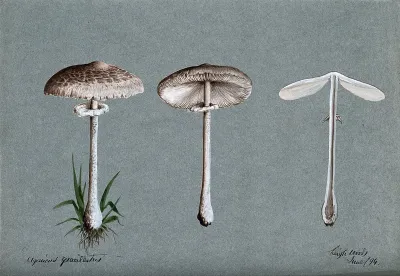 A fungus (Agaricus graciliatus): three fruiting bodies