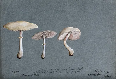 A fungus (Agaricus laevis): three fruiting bodies