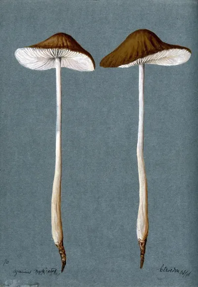 A fungus (Agaricus radicatus?): two fruiting bodies