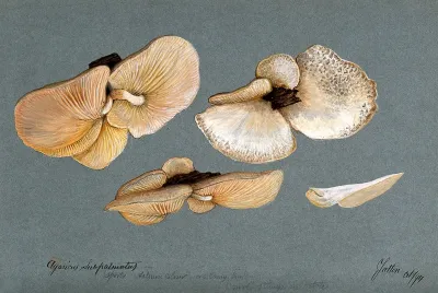 A fungus (Agaricus subpalmatus?): groups of fruiting bodies on wood