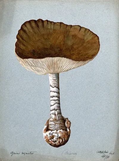 A fungus (Amanita vaginata): one fruiting body