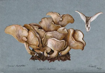 A fungus (Clitocybe phyllophila) growing on soil