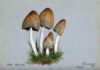 A fungus (Coprinus atramentarius): five fruiting bodies in grass