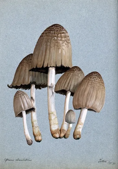 A fungus (Coprinus atramentarius): six fruiting bodies
