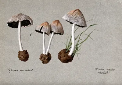 A fungus (Coprinus micaceus): four fruiting bodies