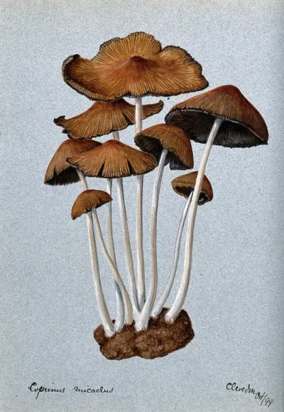 A fungus (Coprinus micaceus): group of fruiting bodies