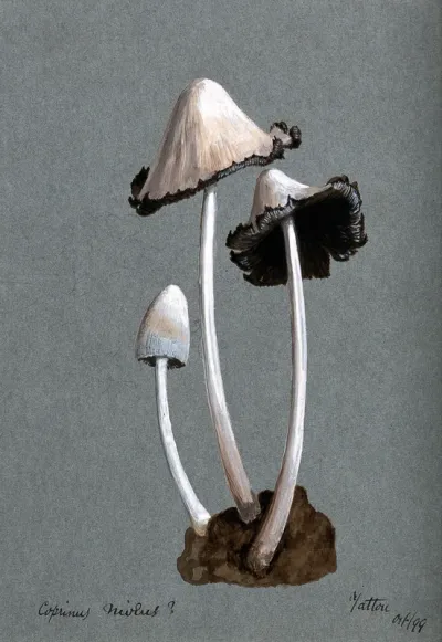 A fungus (Coprinus niveus): three fruiting bodies