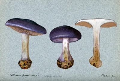 A fungus (Cortinarius purpurascens?): three fruiting bodies, one sectioned