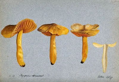 A fungus (Hygrocybe obrussea): four fruiting bodies, one sectioned
