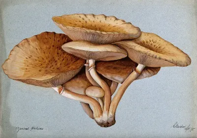 A fungus (Inocybe pudica)