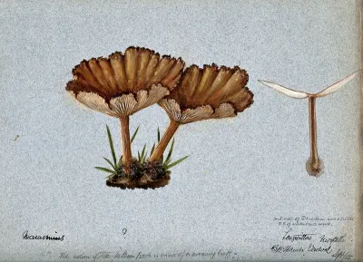 A fungus (Marasmius species?): three fruiting bodies, one sectioned
