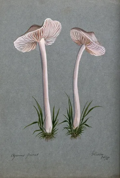 A fungus (Mycena pura): two fruiting bodies