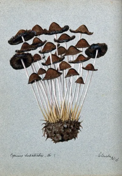 A fungus (Panaeolus subbalteatus ?): group of fruiting bodies