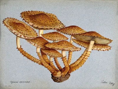A fungus (Pholiota squarrosa)