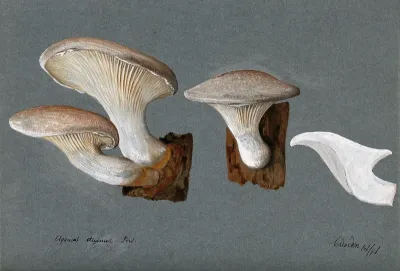 A fungus (Pleurotus dryinus): three fruiting bodies