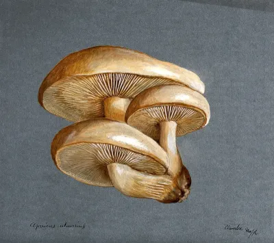 A fungus (Pleurotus ulmarius): a group of fruiting bodies