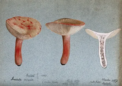 A fungus (Russula queletii?): three fruiting bodies, one sectioned