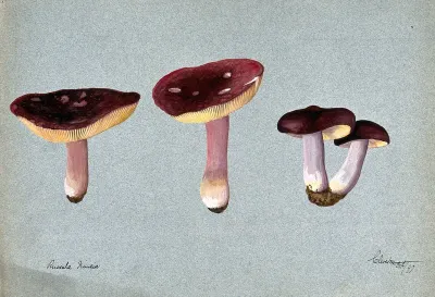 A fungus (Russula species): four fruiting bodies