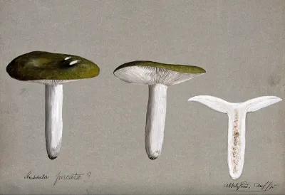 A fungus (Russula species): three fruiting bodies, one sectioned