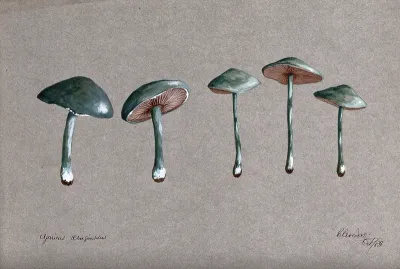 A fungus (Stropharia aeruginosa): five fruiting bodies
