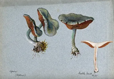A fungus (Stropharia aeruginosa): four fruiting bodies, one sectioned