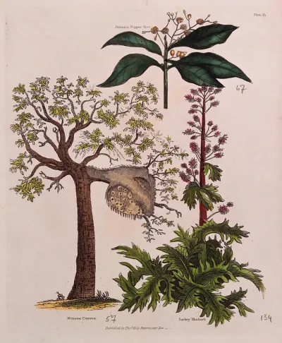 A galled tree (Mimosa cinerea), a Jamaica pepper tree (Pimenta dioica) and a Turkey rhubarb plant (Rheum palmatum)