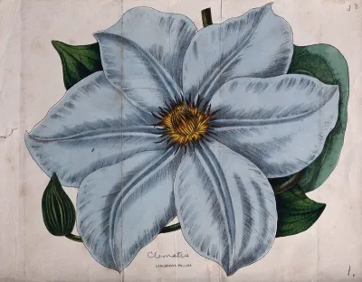 A garden clematis (Clematis x jackmanii): one large flower