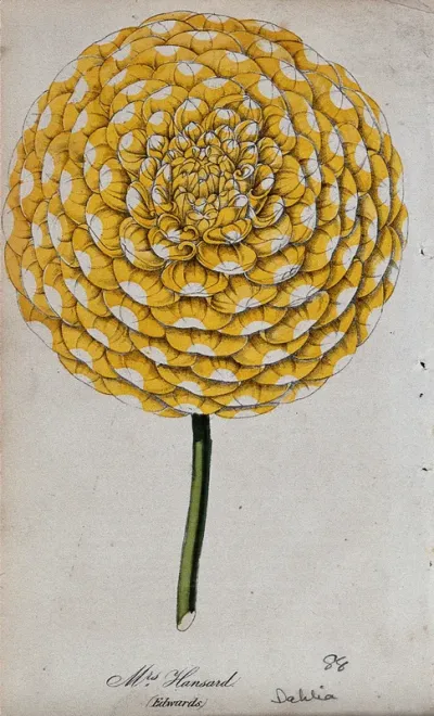 A garden dahlia (Dahlia 'Mrs