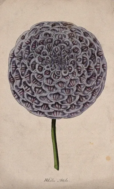 A garden dahlia (Dahlia variabilis): one large flower