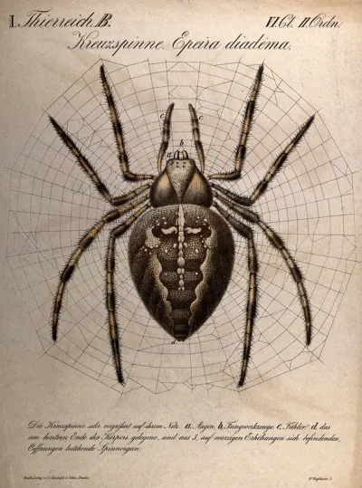 A garden spider, shown in the centre of its web