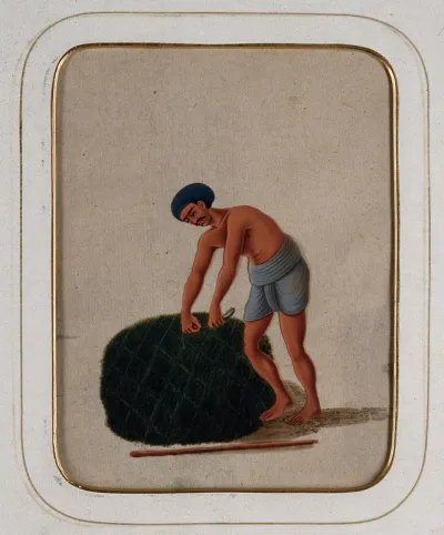 A gardener tying a bundle of grass
