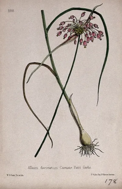 A garlic plant (Allium carinatum): entire flowering plant in two sections