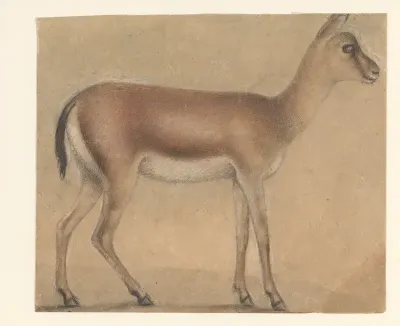 A Gazelle in Profile, Moving Toward the Right