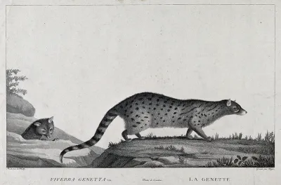 A genet is walking over a grassy rock while another genet is about to jump on a rock