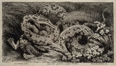 A giant coluber snake swallowing a panther