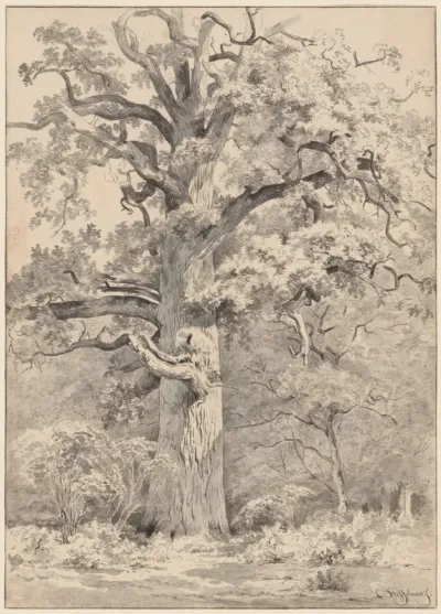 A Giant Oak at the Edge of a Forest