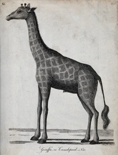 A giraffe. Etching by P. Mazell