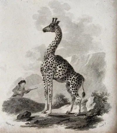 A giraffe standing in a rocky landscape is approached by a hunter with a rifle