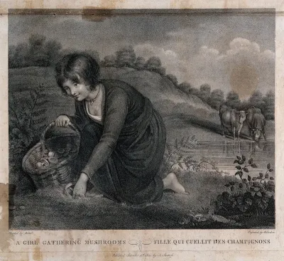 A girl with a basket gathering mushrooms in a watermeadow